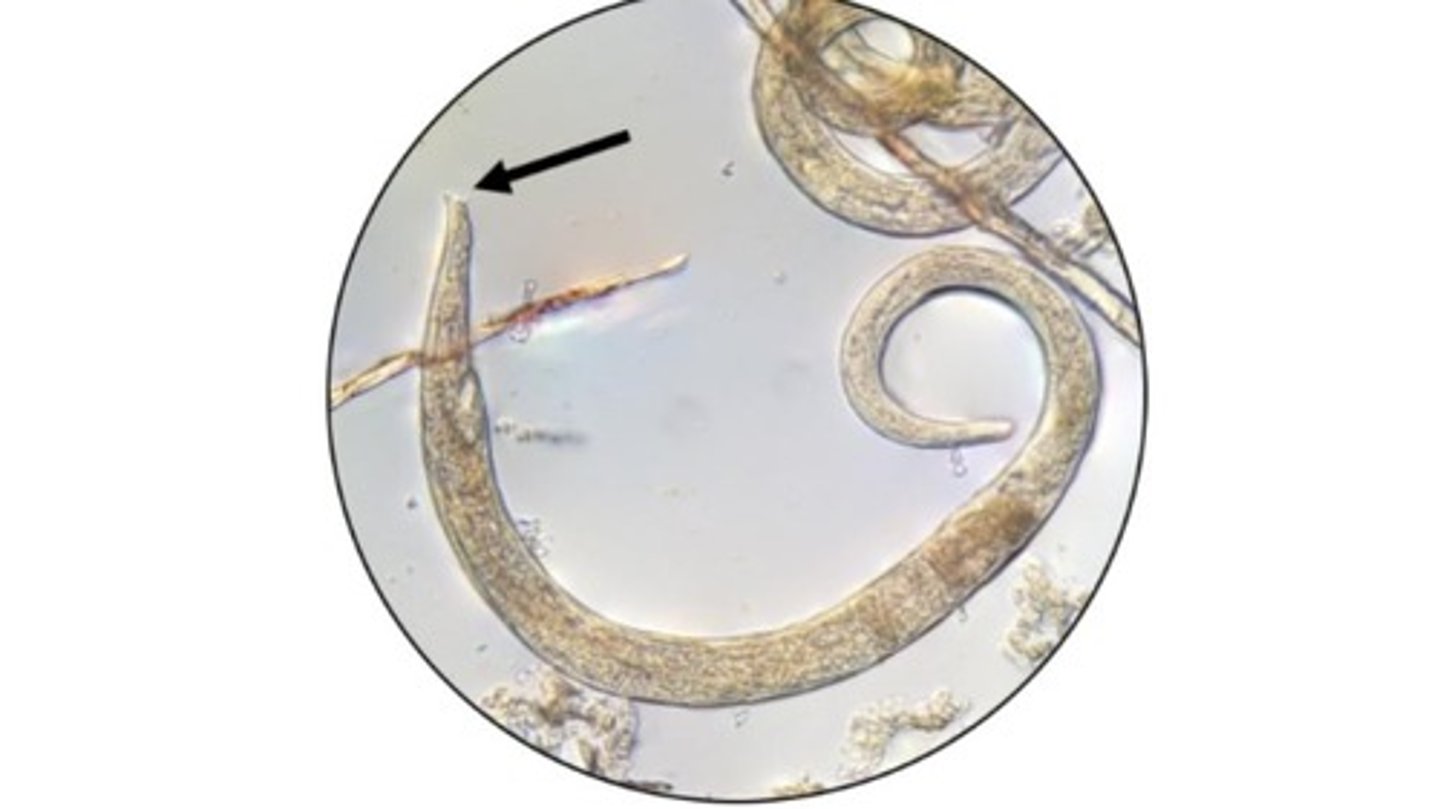 <p>Trichostrongylid nematode that infects the gastric mucosa of the stomach in domestic/wild felids</p><p>-Associated with chronic cases of vomiting in the absence of other nematodes (i.e. Physaloptera)</p><p>*Life cycle is direct with the transmission of L3s are expelled in the vomitus that are then ingested</p><p>-Females are ovoviviparous, autoinfection is possible</p><p>-Adults have 3 unique projections called tubercles</p>
