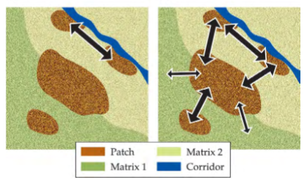 <p>landscape structure affects movement</p><p>for movement between patches to occur, patches must be directly connected or the surrounding habitat (matrix) must be suitable for dispersal</p>