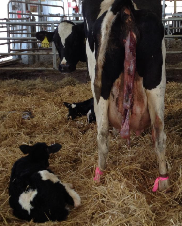 <p>failure to pass fetal membranes within 24 hours after calving (failure of cotyledons to separate from caruncles)</p>