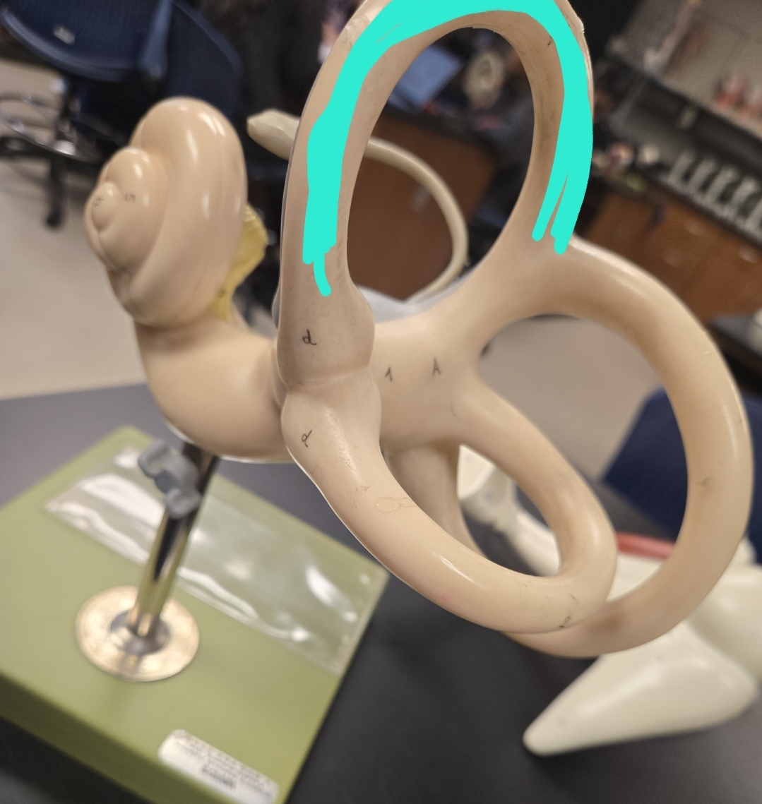 <p>Inner ear </p>
