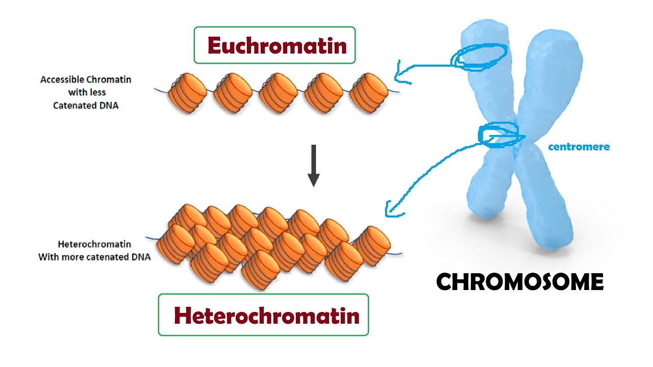 <p>What is the key difference between heterochromatin and euchromatin?</p>