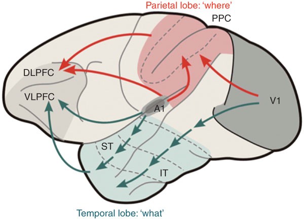 <p>The ventral pathway involved in identifying objects:  auditory starts in A1, ends in the<strong> superior temporal</strong> and visual starts in V1, ends in the <strong>inferior temporal</strong></p>