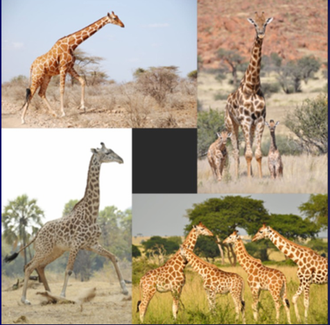 term image
