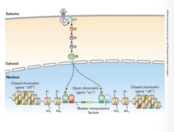 <p>transduction pathways that activate the same specific transcription factor in different cell types may promote expression of different target genes </p><p>½ major reasons for this </p><p>epigenetic state: </p><ul><li><p>not all regions of the genome are <u>euchromatin (open chromatin)</u> and therefore can be transcribed </p></li><li><p><u>Heterochromatin (closed chromatin)</u> is tightly packed due to covalent modifications to histone proteins and the DNA itself </p></li><li><p>Regions of euchromatin vs heterochromatin vary from cell type to cell type - dependent on their developmental history </p></li></ul><p>therefore, the same specific transcription factor activated in different cell types has different target genes it can bind and regulate. </p>