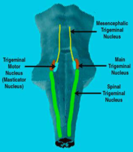 <p>What are the 4 nuclei associated with the trigeminal system?</p>
