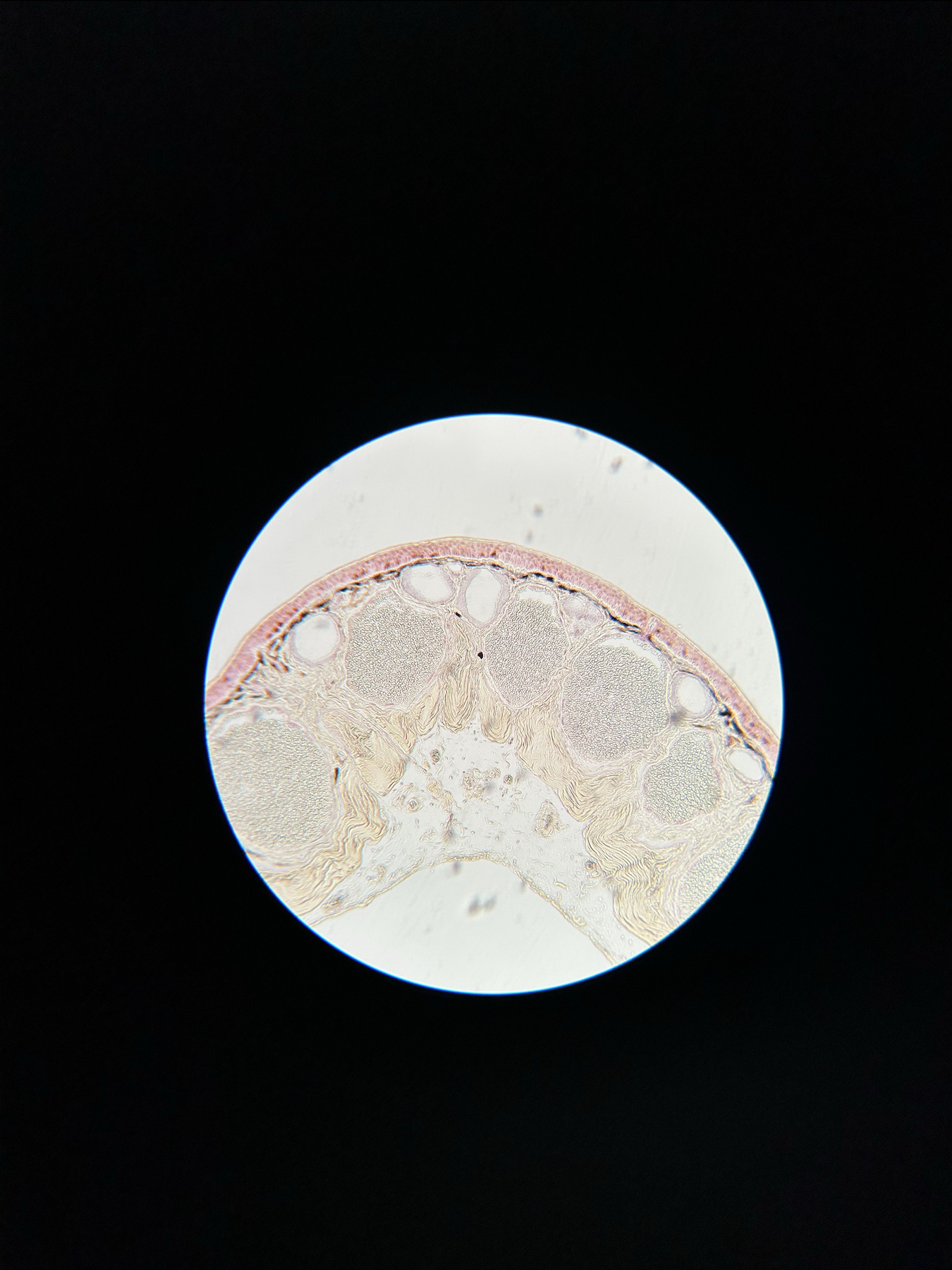<p>what specimen is this?</p><p>identify the poison gland, mucous gland, epidermis, dermis, and chromatophores</p>