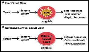 <p>The theory that emphasizes the role of neural pathways in the processing of emotions, particularly emphasizing the amygdala's role in fear responses. </p>