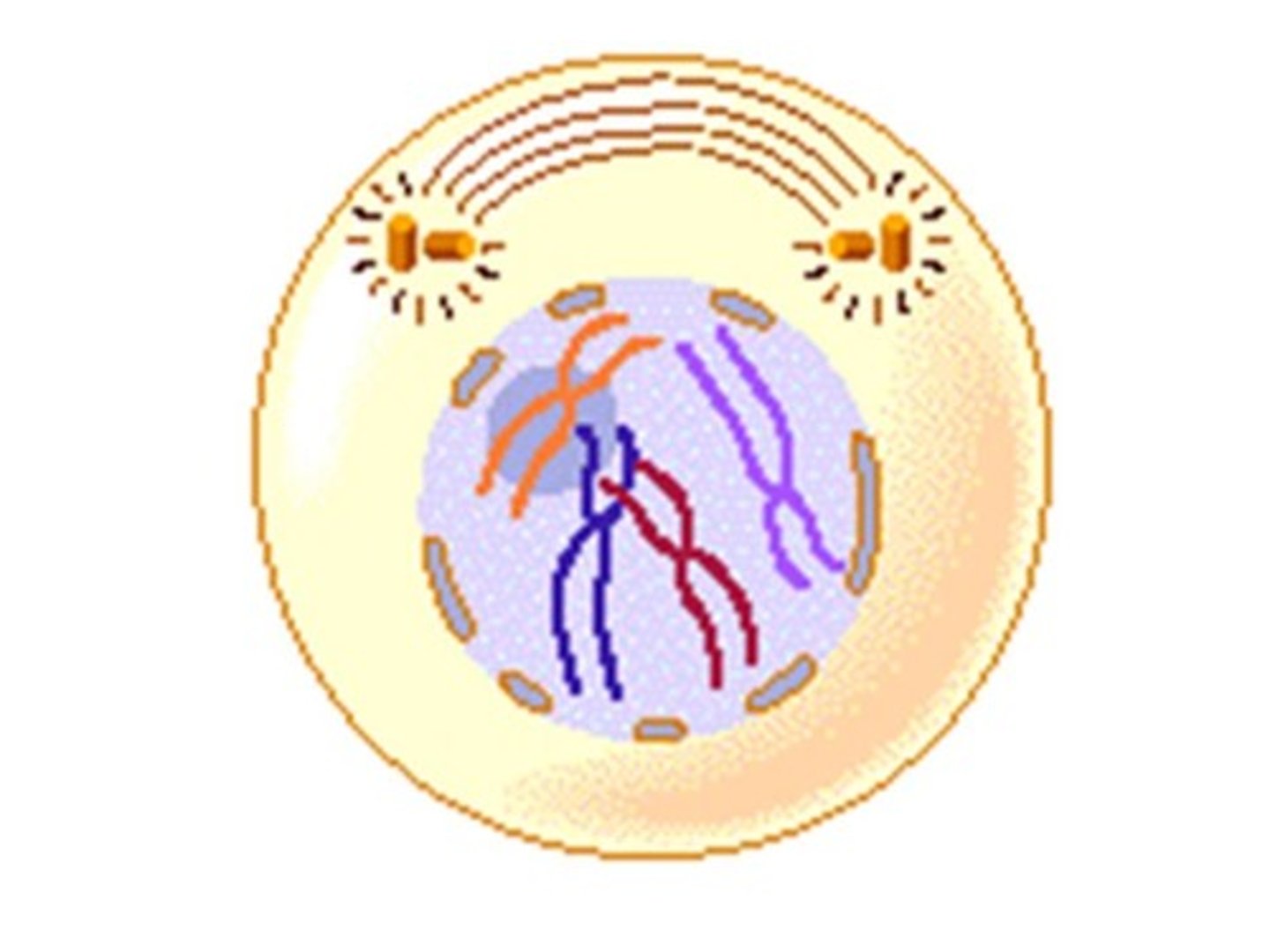 <p>phase of mitosis where condensed chromosomes are first PRODUCED and become visible and the nucleus breaks down</p>