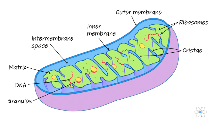 Mitochondria's structure