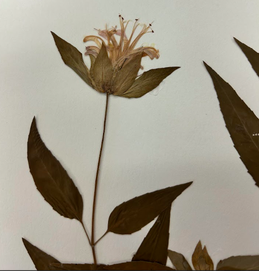 <p>Lamiaceae</p><p><em>Monarda</em></p>