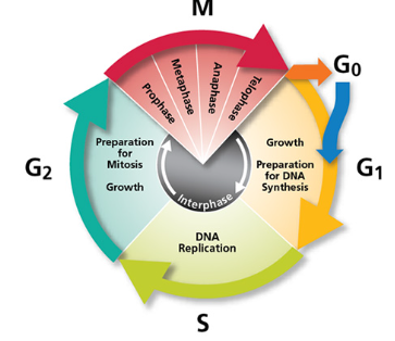 <ul><li><p>Interphase = growth phase (G1, S, G2)</p></li><li><p>Mitosis = nuclear division</p></li><li><p>Cytokinesis (cell division)</p></li><li><p>study diagram</p></li></ul>