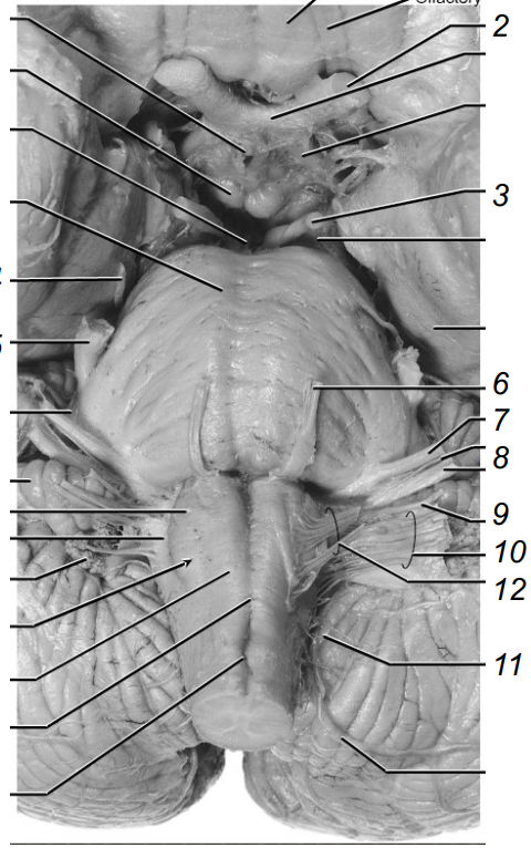 <ul><li><p><span>All tracts (bundles of axons in the CNS) that travel between the brain and the spinal cord must pass through the brainstem</span></p></li><li><p><span>The brainstem contains vital integrative centres for vital functions (cardiovascular and respiratory control)</span></p></li><li><p><span>The brainstem contains the central nuclei for the cranial nerves 3 to 12.</span></p><ul><li><p><span>Vestibular cohlear nerve is the 8th nerve</span></p></li></ul></li><li><p><span>The brainstem contains several small nuclei with hugely divergent projections to the rest of the brain that determine conscious state</span></p></li><li><p><span>The cerebellum joins the brainstem by the cerebellar peduncles</span></p></li></ul><p></p>