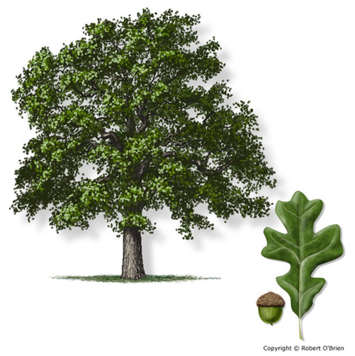 <p>dark ridged bark with smooth, lobed leaves</p>