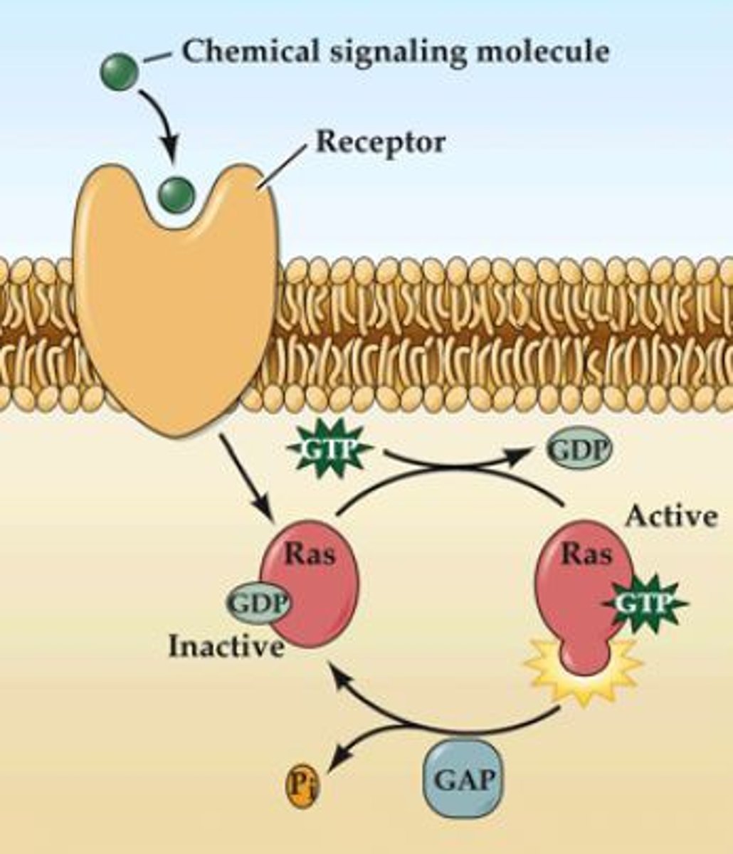 <p>- single subunits (20-25kDa)</p><p>- several classes that have many functions : cytoskeletal remodeling, vesicle fusion, docking</p><p>ex: Ras, Rho, Rac1</p>