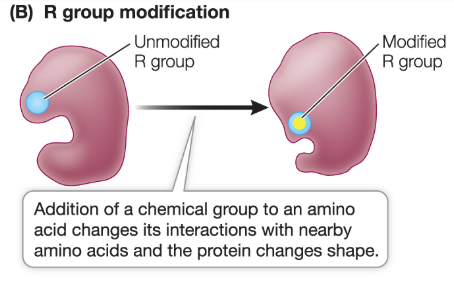 <ul><li><p><mark data-color="yellow" style="background-color: yellow; color: inherit;">Phosphorylation: a phosphate group is added on an amino acid residue</mark></p></li><li><p>includes serine, threonine, and tyrosine</p></li><li><p>protein changes shape</p></li></ul><p></p>