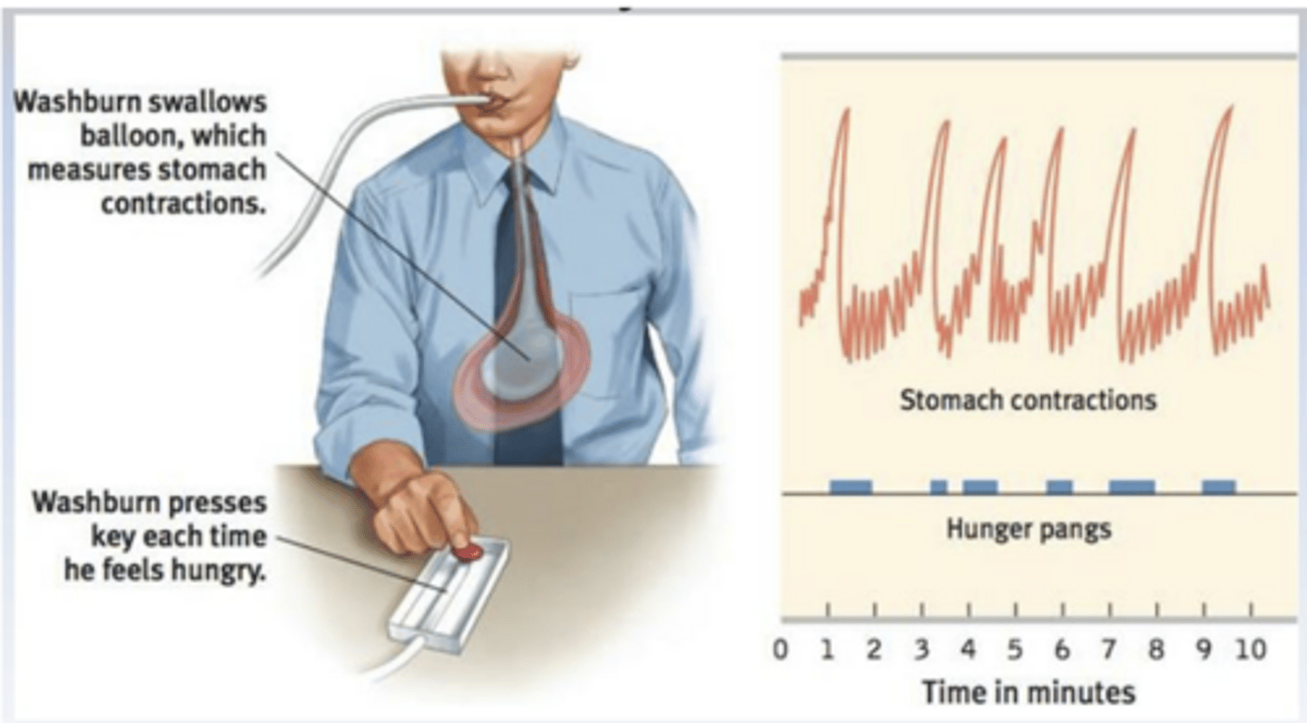 <p>hunger contractions occur when stomach has been empty for several hours:</p>