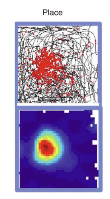 <p>place cells fire selectively at one (or a few) locations in the environment</p><p>representation of a location in allocentric coordinates</p><p>anchoring to x-y location (does not matter what direction animal is facing!)</p>