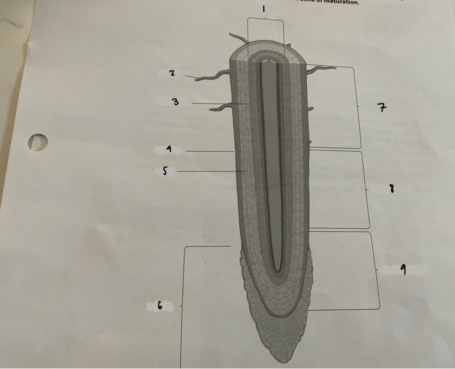 <p>what structure is 7?</p>