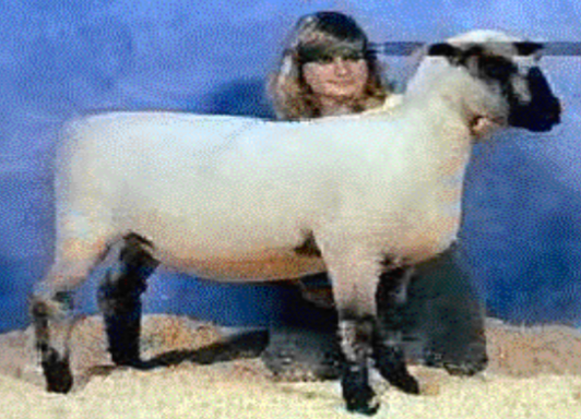 <p>dark brown to black head, ears and legs with wool on head and legs</p>