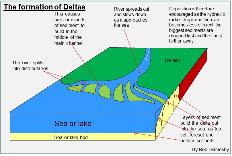 <p>When rivers deposit sediments as they enter slower-moving or standing bodies of water → reduction in water velocity allows for <strong><em>deposition</em></strong> of sediments → gradually builds up delta over time → process of <strong><em>sedimentation</em></strong> creates these complex landforms characterized by multiple channels known as distributaries</p>