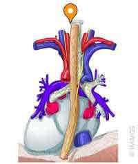 <p><span>Name this structure</span></p>