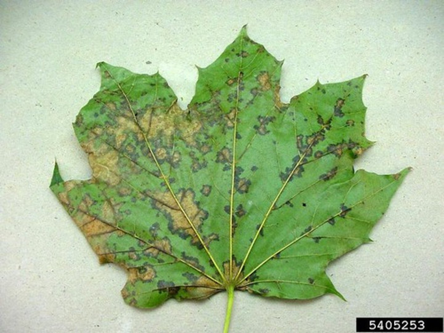 <p>Plants that get infected by TMV are permissive hosts. In permissive hosts, like tobacco, the virions penetrate the leaf epidermis and enter the plant's vascular system where they travel to other parts of the plant. They infect the plant cells and start reproducing while killing the cells causing symptoms to appear. The symptoms appear as chlorotic mottling (yellowing) on the surface of the plant.</p>