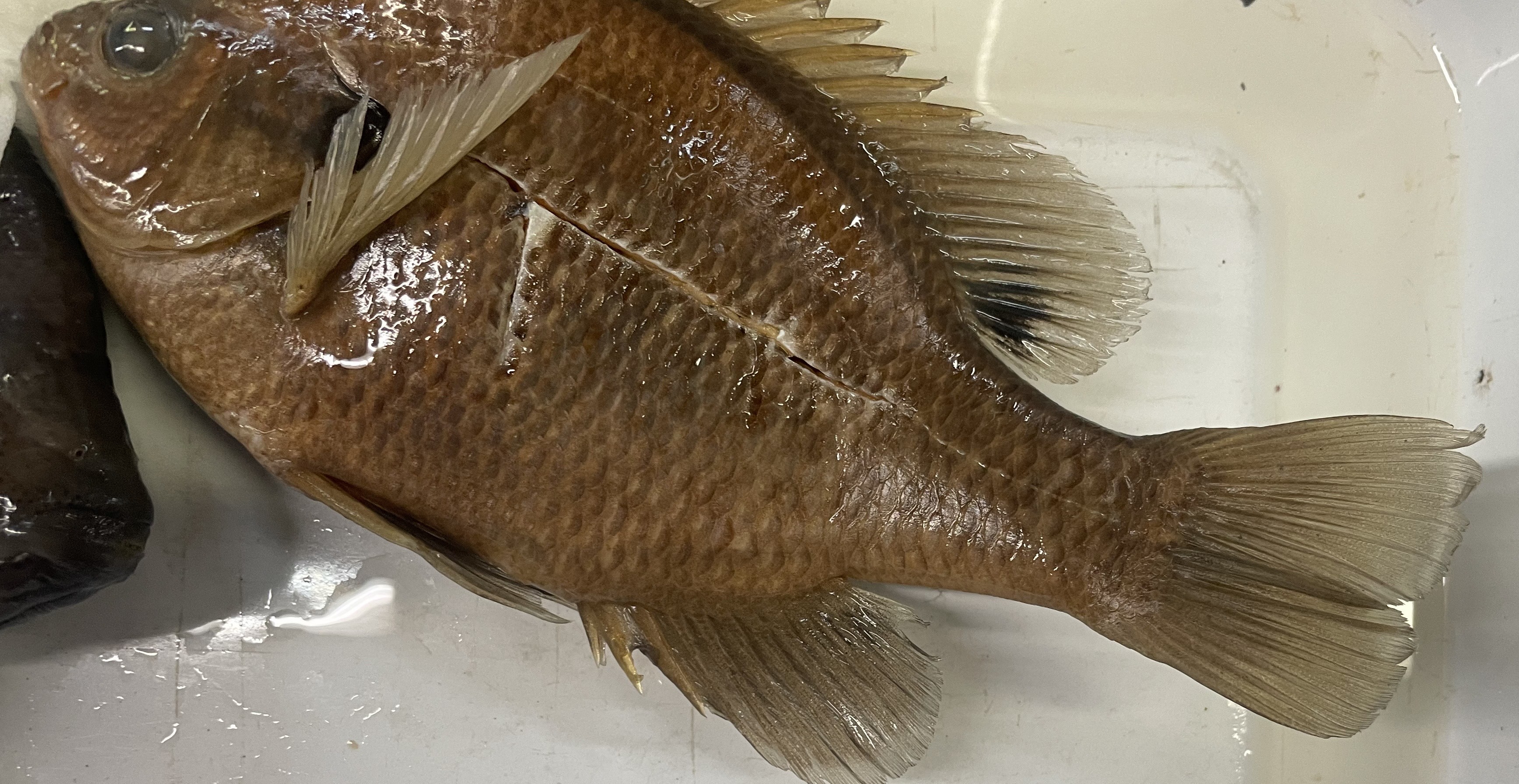 <p>Bluegill</p>