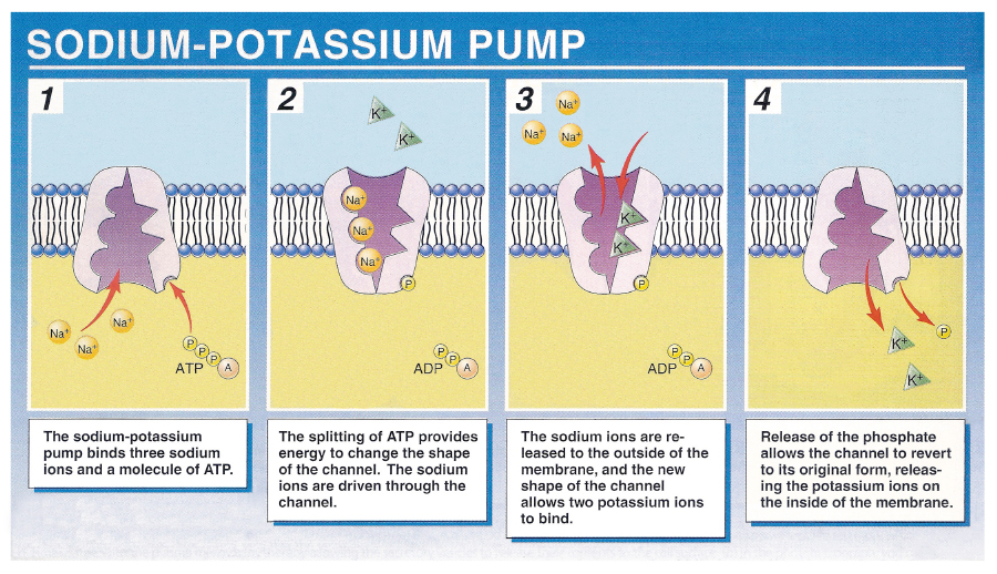 <ul><li><p>a transport protein use ATP energy to move materials in/ out of cell</p></li><li><p>ex: sodium-potassium pump </p></li></ul>