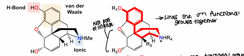 <p>Minimum required functional groups/structure needed for activity and links key functional groups together </p>
