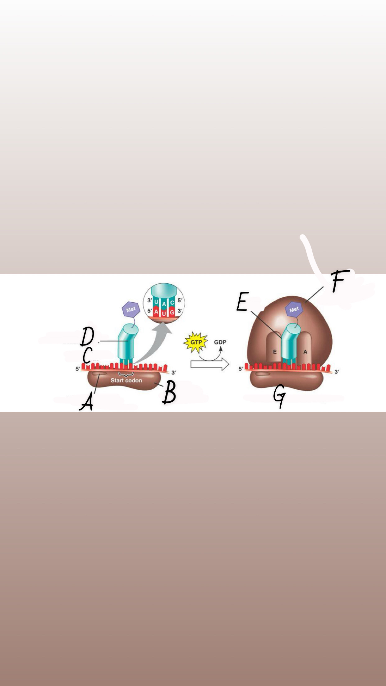 <p>What is label E?</p>