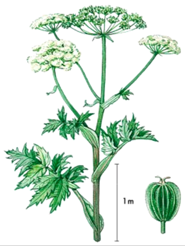 <p>vlhko, eutrofní, slunno</p>
