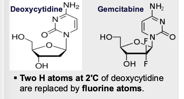 <ol><li><p>2 H atoms at 2C of deoxycytidine are <span style="color: blue"><strong><em><u>replaced by fluorine atoms</u></em></strong></span></p></li><li><p>Looks like deoxycytidine</p></li></ol><p></p>