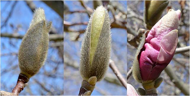 <p><em>Magnolia x soulangeana</em>, Saucer Magnolia, Magnoliaceae</p>