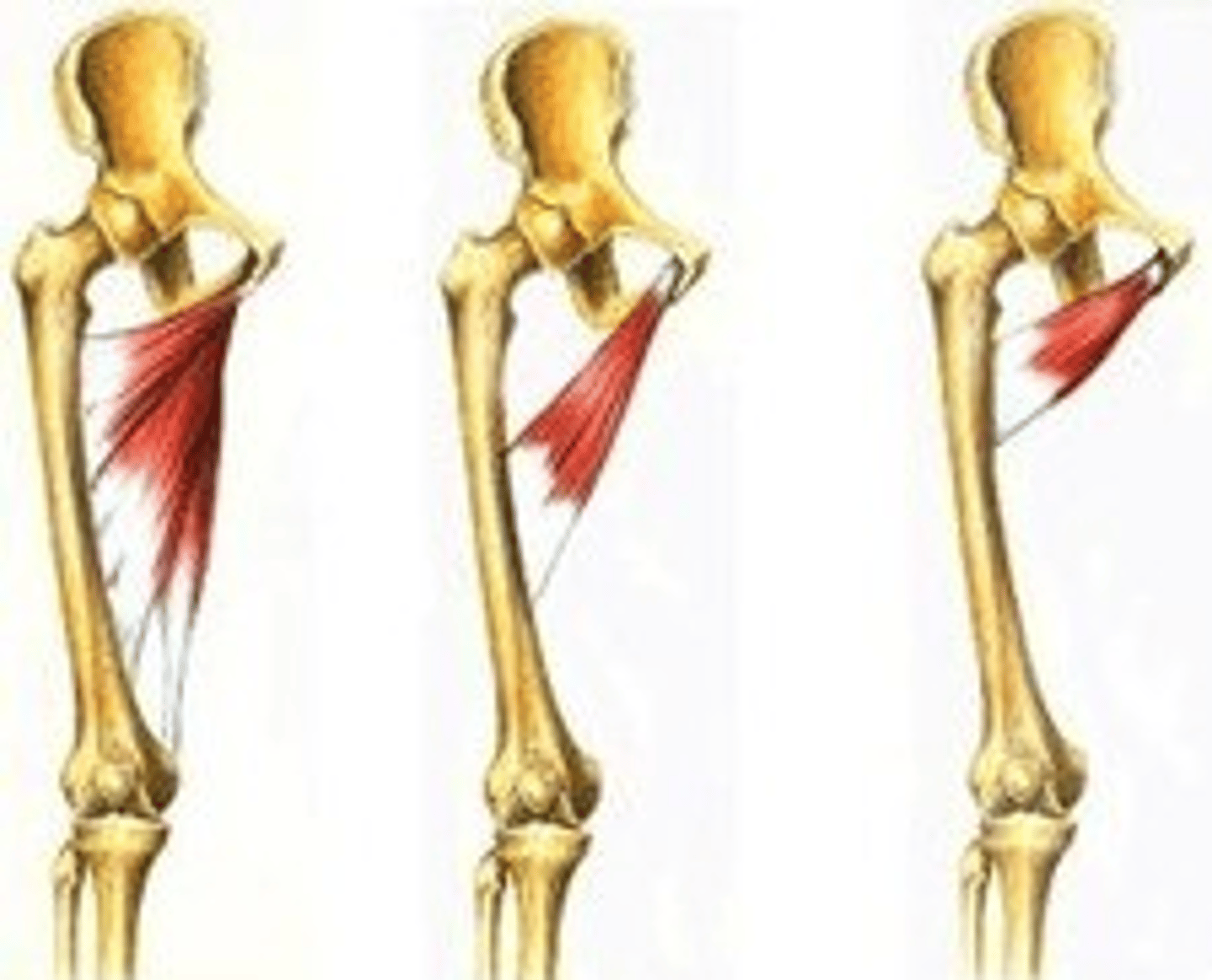 <p>adducts thigh and hip</p><p>thigh and leg muscles</p>