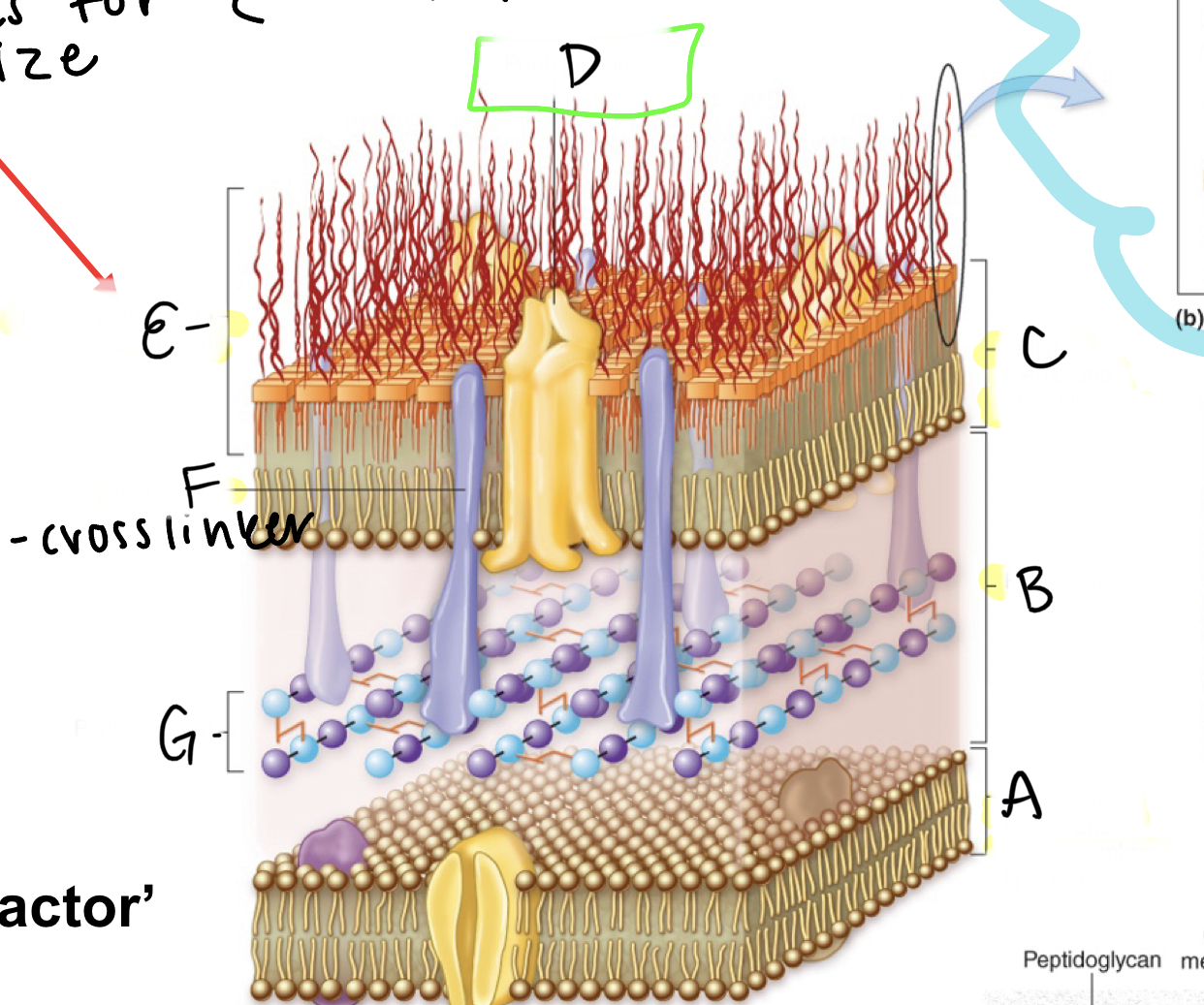 <p>What is A </p>