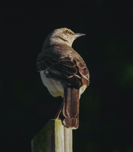 <p>Northern Mockingbird</p>
