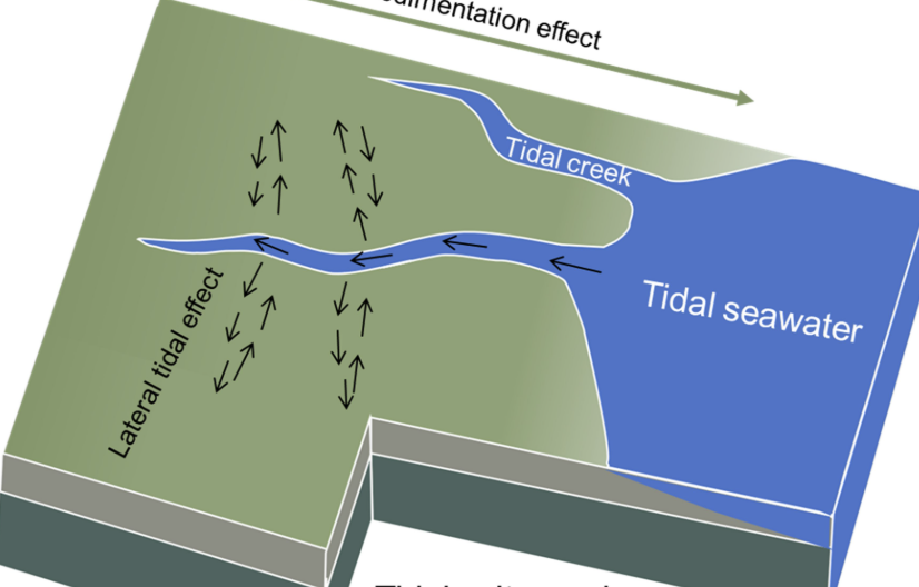 <p>narrow inlet or estuary that is affected by the ebb and flow of ocean tide</p>