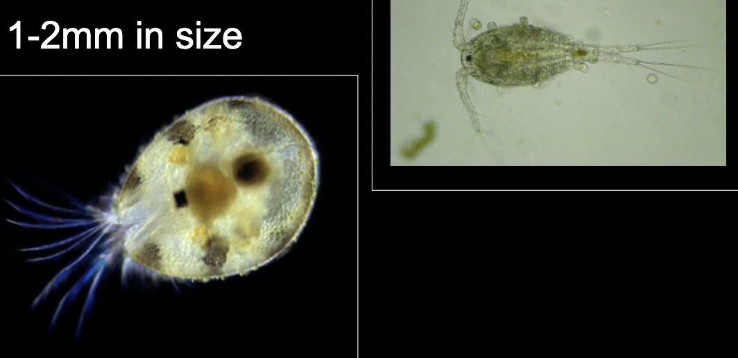 <p>What bacteria is this?</p>