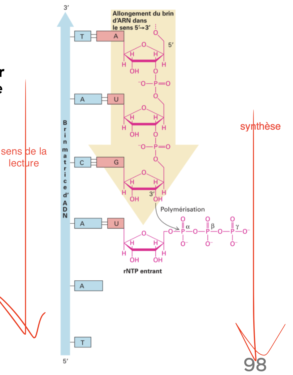 <p>ARN polymérase ajoute les ribonucléotides avec une liaison phosphodiester entre le OH 3’ le prochain ribonucléotide dans la direction 5’ à 3’</p>