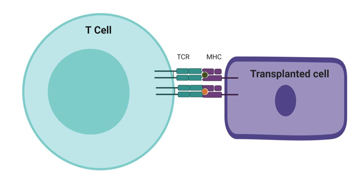 <ul><li><p>Naive individuals inadvertently have a high frequency of TCRs reactive with allo-MHC. </p></li><li><p>Negative selection in the thymus reduces the number of T cells that see self antigens but does not do alloantigens. </p></li><li><p>These receptors do not need to bind with high affinity to activate the T cell. Unlike normal antigen presentation, T cells in transplants could engage every MHC ligand on the cell. The recipient is sensitised by migration of allogeneic DCs from the inflamed donor organ via lymph to host's secondary lymphoid.</p></li><li><p>DCs settle in T cells zones and present donor MHC to activate those host T cells bearing the corresponding TCRs. The alloreactive T cells are carried back to the graft, which they attack through the direct pathway of allorecognition. </p></li><li><p>The effector T cells migrate to the transplanted tissue and Th1 T cells activate macrophages → inflammation → CD8 cytotoxicity.</p></li></ul><p></p>