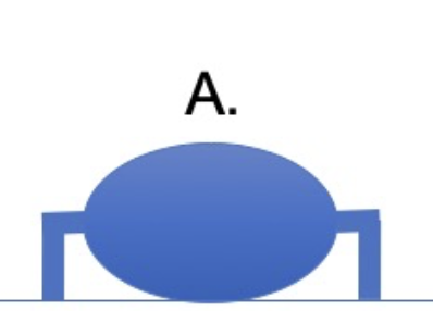 <p>which group of animals does this leg position represent?</p>