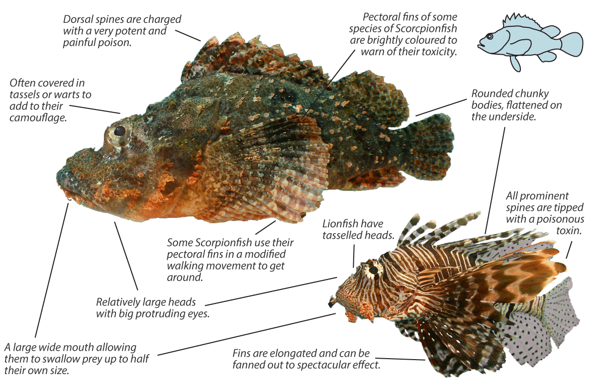 <p>Family of <strong>scorpionfishes</strong></p>