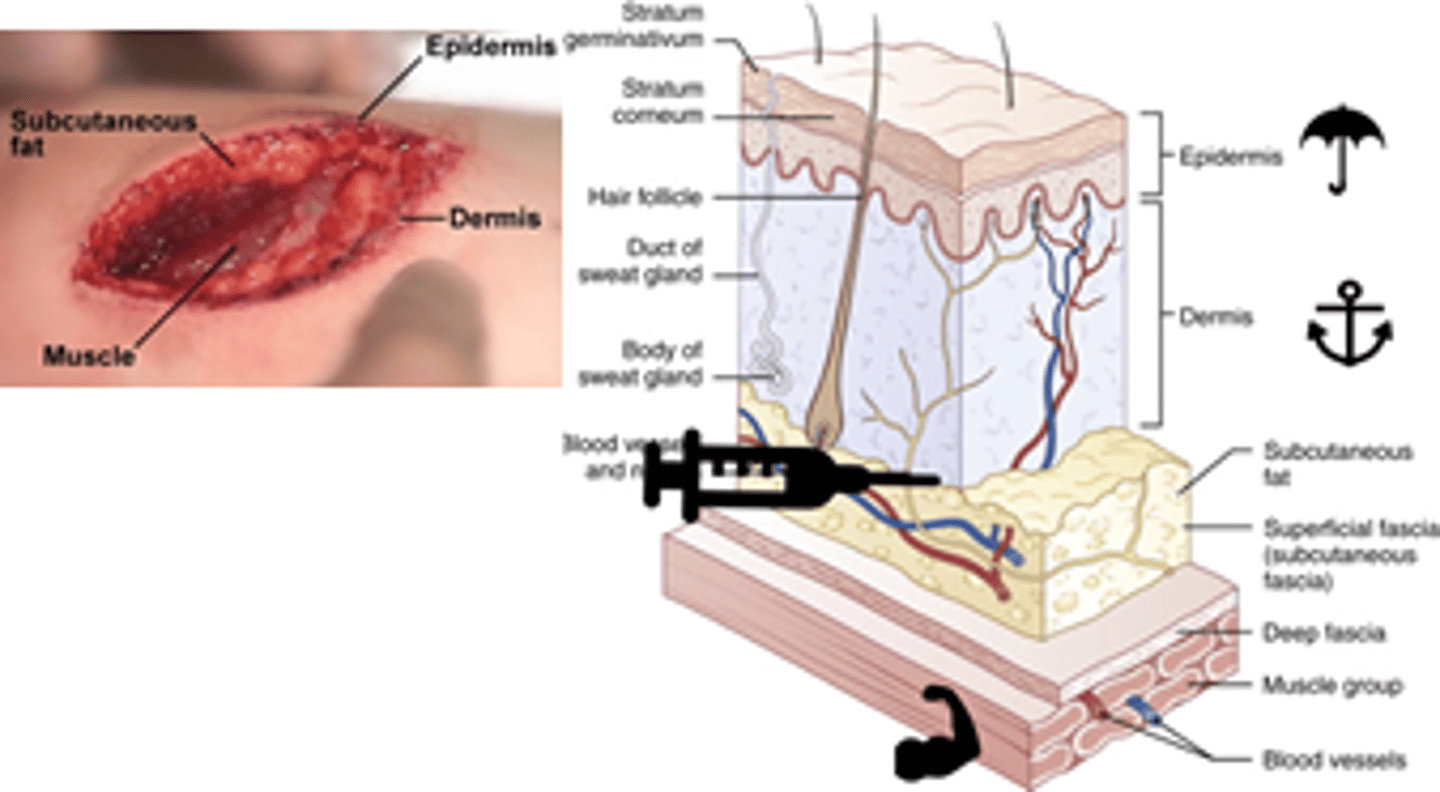 <p>1. Epidermis (outermost layer) protective &amp; prevents loss h2o &amp; electrolytes</p><p>2. Dermis: connective tissue, key layer for proper wound repair </p><p>3. Subcutaneous (yellow/globular); where nerve fibers are and preferred delivery site for local anesthetics</p>
