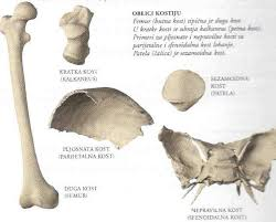 <p>koji su oblici kostiju</p>