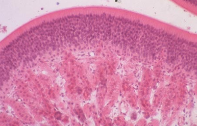 <p>Identify this structure</p>