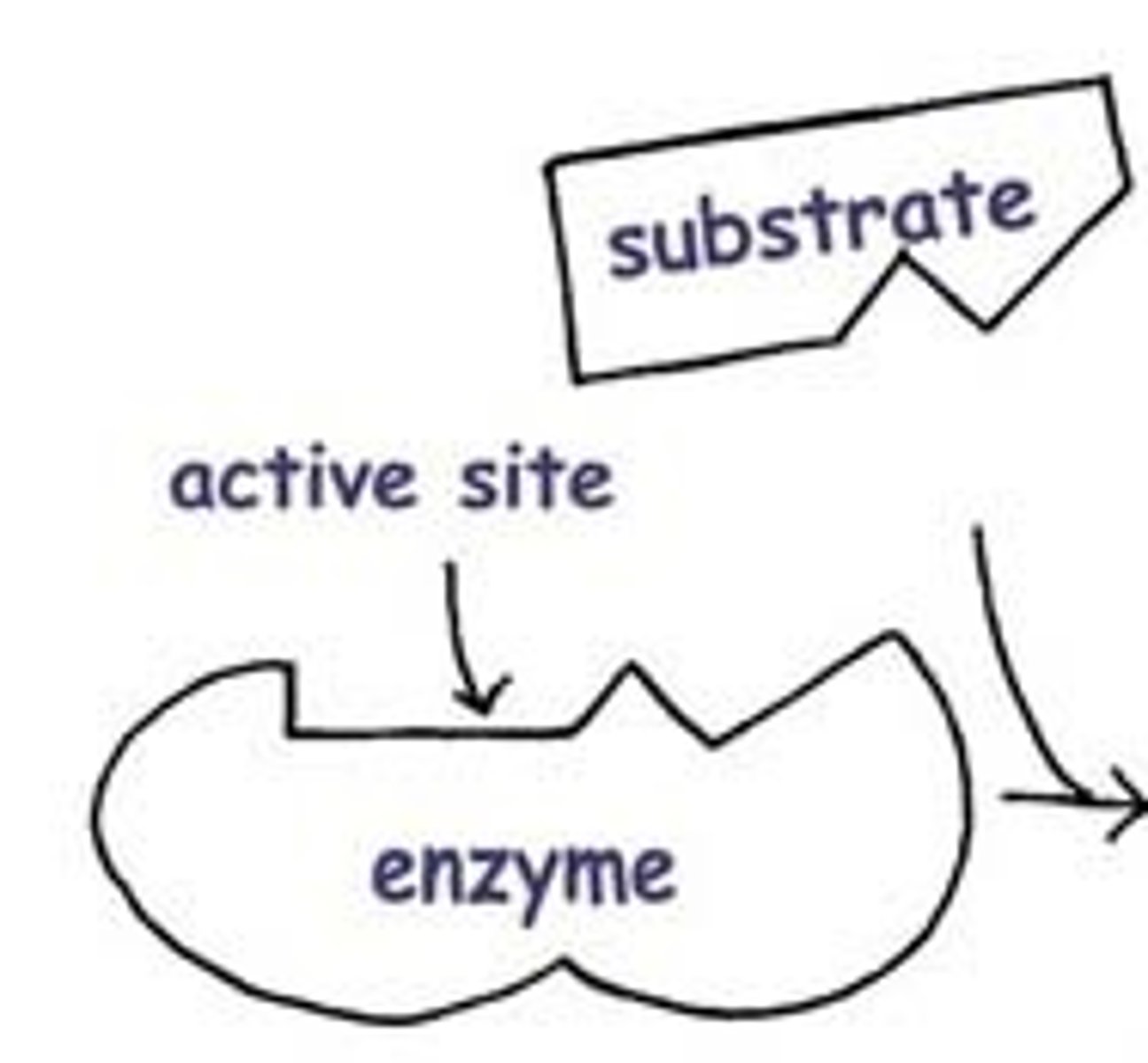 <p>part of an enzyme into which a particular substrate fits or binds</p>