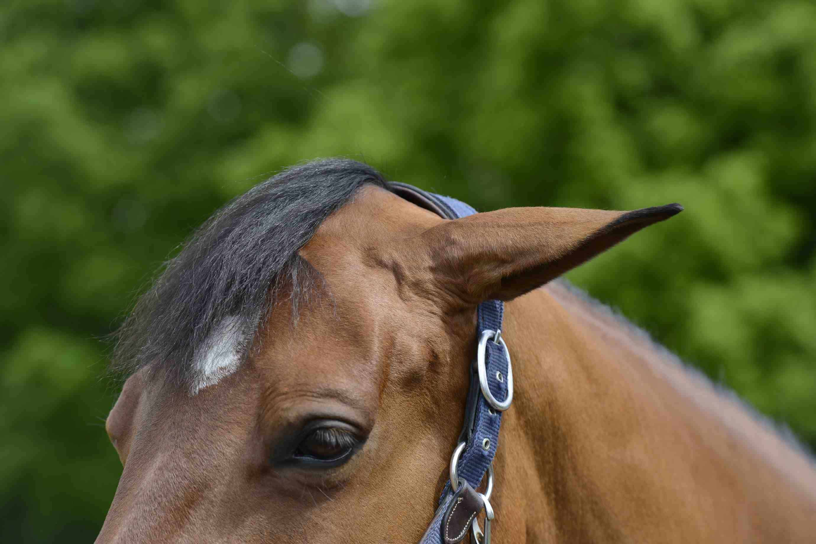 <p>What does ears turned slightly back indicate?</p>