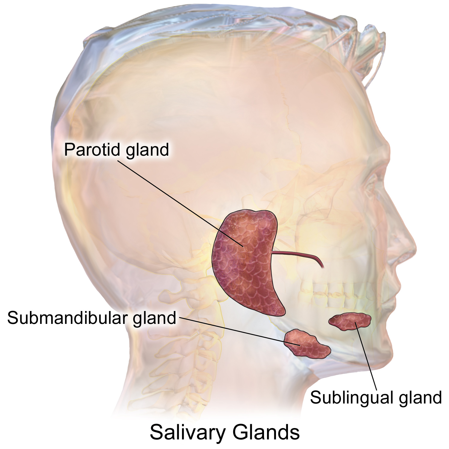 <p>exocrine glands in the mouth that produce saliva to aid digestion, moisten food, and protect oral health; made up of parotid and submandibular glands</p>