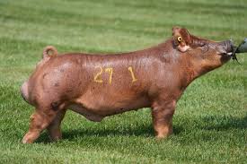<p>Red, rugged, active breed known as a lean type of hog with long neck, snout and leg.</p>