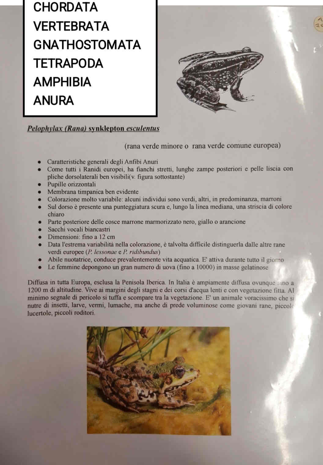 <p>Cordati</p><p>Vertebrati</p><p>Gnatostomi</p><p>Tetrapodi</p><p>Anfibi</p><p>Anuri</p><p>Rana verde minore</p>